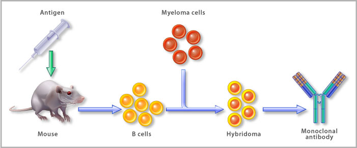 Myeloma Cells Culture